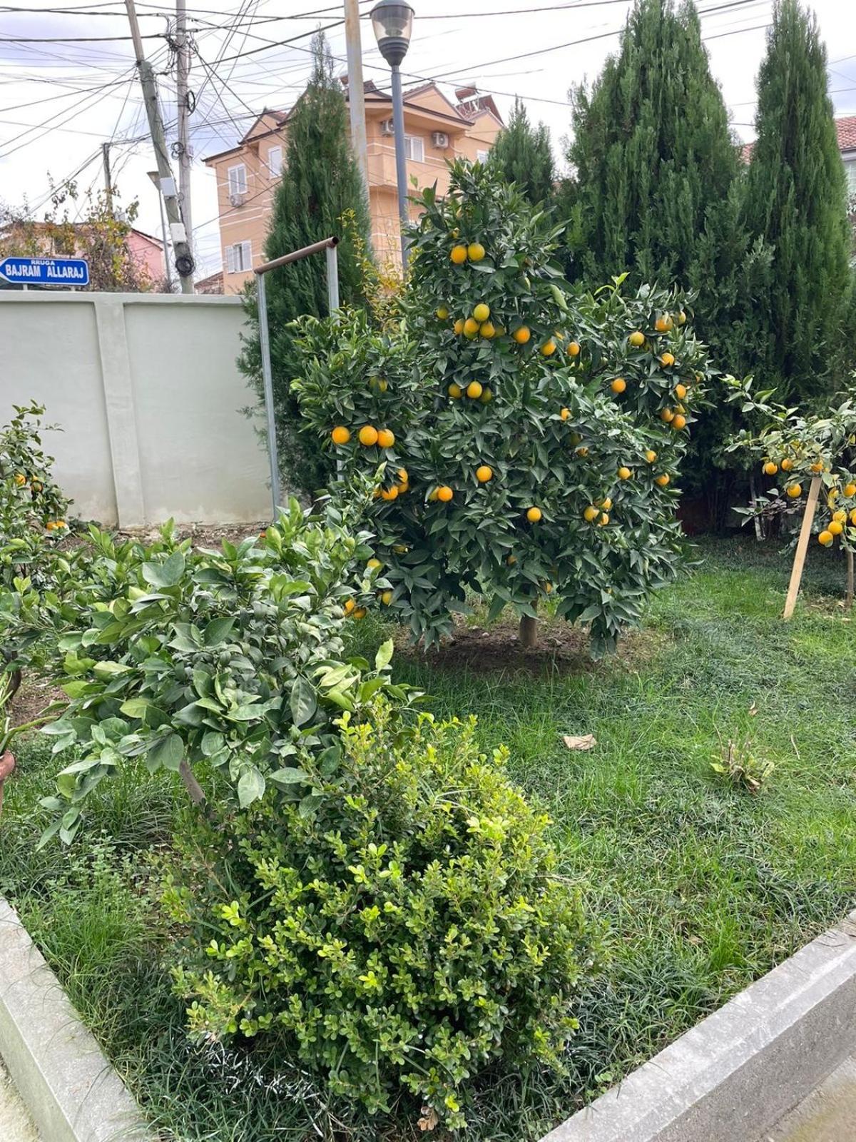 Kevi 'S Place Tiranë Ngoại thất bức ảnh
